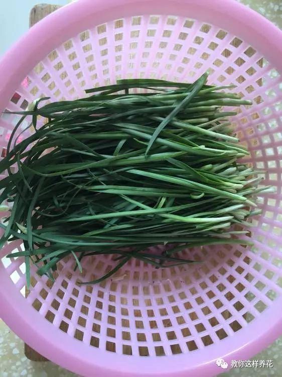 陽台種韭菜，學會這1個小竅門，長得太快了！一年最多能割10茬！ 