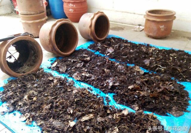 自己在家裡用廢棄的花盆就能製作有機堆肥，只需要掌握7個技巧