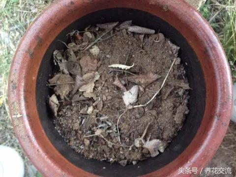 自己在家裡用廢棄的花盆就能製作有機堆肥，只需要掌握7個技巧