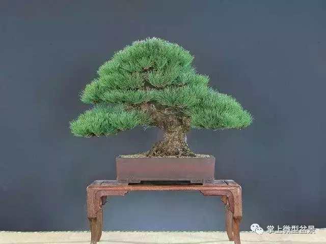 盆景造型知識：怎樣給自己颼颼長的盆景來一個漂亮的頭型
