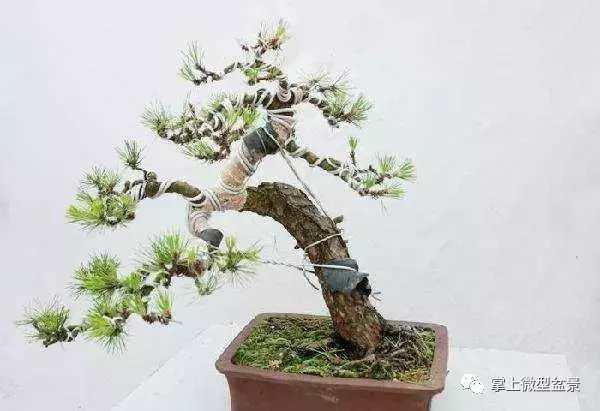 盆景造型知識：怎樣給自己颼颼長的盆景來一個漂亮的頭型