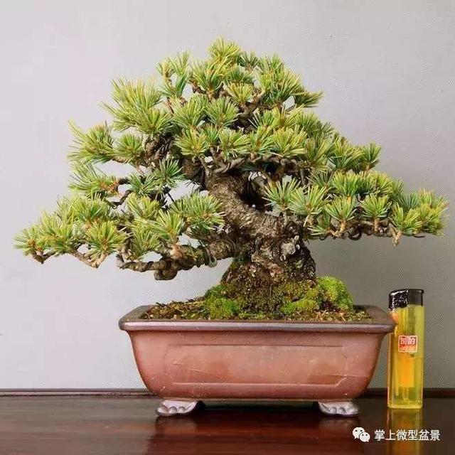 盆景造型知識：怎樣給自己颼颼長的盆景來一個漂亮的頭型