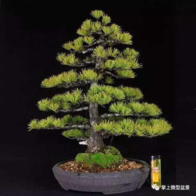 盆景造型知識：怎樣給自己颼颼長的盆景來一個漂亮的頭型