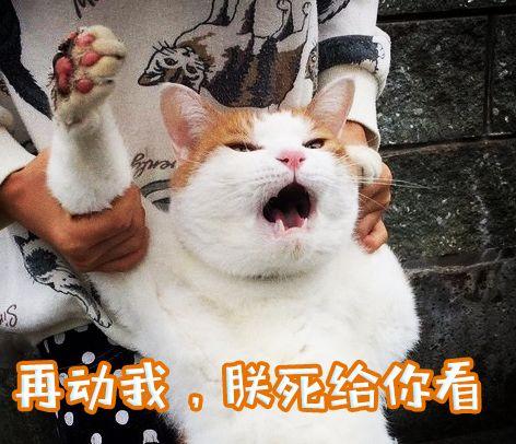 離家出走被半路截住拖上車，橘貓：放開我，我要自由 