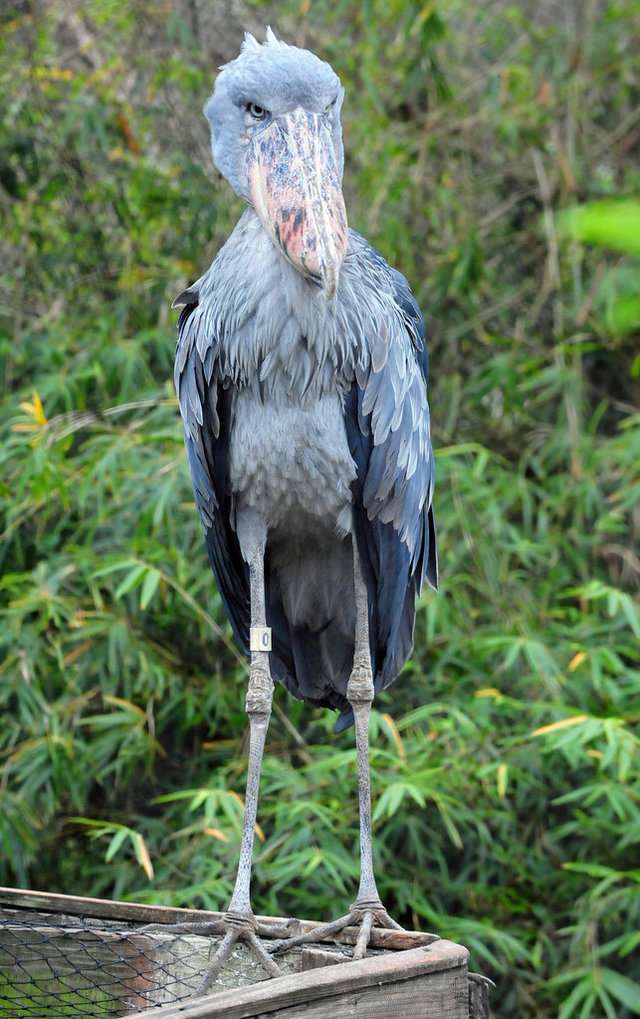 怪到爆紅！　它靠巨嘴一口吞掉小鱷魚　網友驚：這種鳥真的存在？