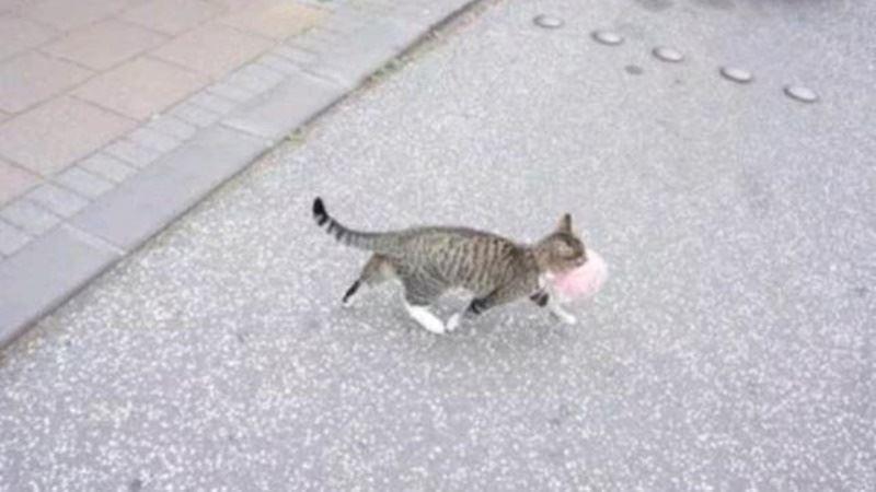 半夜感覺到一股「炙熱眼光」...轉頭一看柴柴「露出謎之微笑」網笑翻：老爺不要！