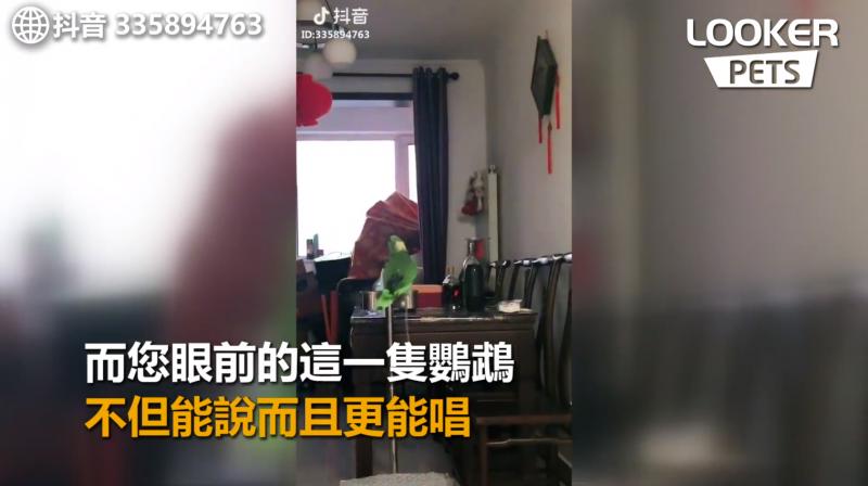 工讀生出來！超強鸚鵡「飆高音激唱」還轉音！網友跪：認真唱還輸給一隻鳥...
