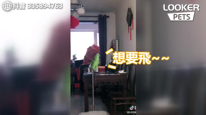 工讀生出來！超強鸚鵡「飆高音激唱」還轉音！網友跪：認真唱還輸給一隻鳥...