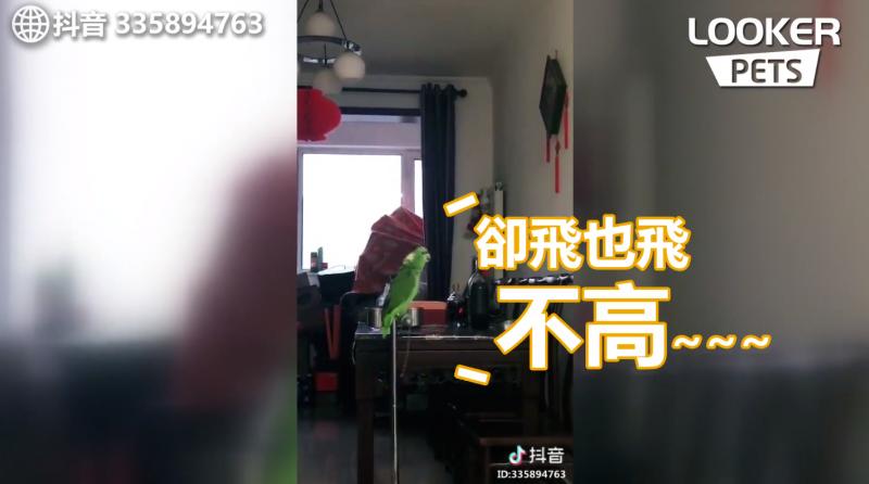 工讀生出來！超強鸚鵡「飆高音激唱」還轉音！網友跪：認真唱還輸給一隻鳥...