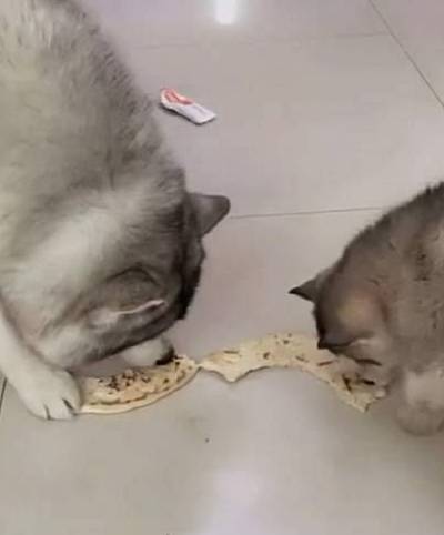 怕二哈餓到！主人貼心「套大餅圈圈」在脖上，二哈一臉問號：可是倫家吃不到QQ