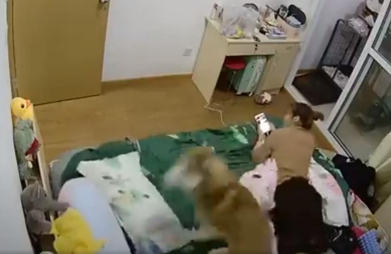 狂刷存在感！主人玩手機都不鳥它...二哈使出「逆時針風火輪」網噴笑：養你好累XD