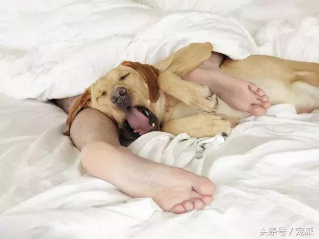 不讓狗狗上床睡覺？那是因為你還不知道這些好處！ 