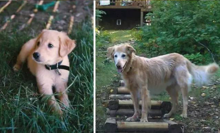 主人PO和愛犬「初次相遇VS最後一天」合照，內含大洋蔥網友哭：謝謝你出現在我生命里！
