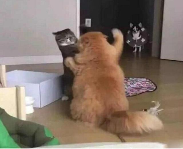 兩隻貓咪當街互毆，狗狗遠遠圍觀，看著鬥毆畫面表情淡定如水