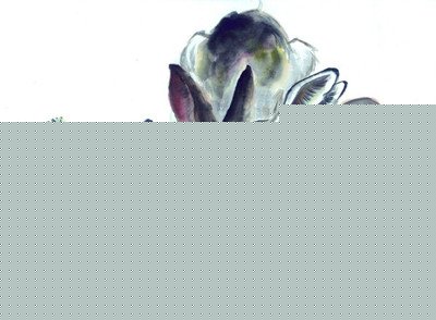 大伯公誕辰派財賜福，八大生肖請【接財】接了有望中大獎~ 