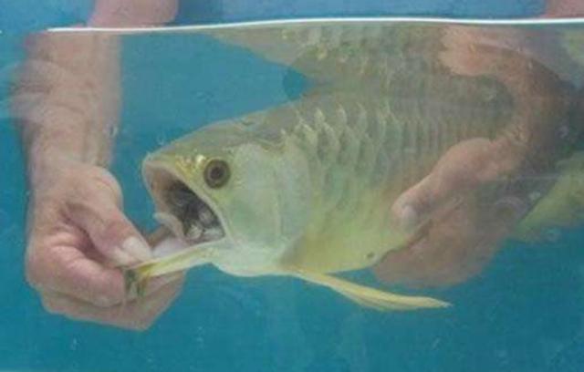 男子買回一條金龍魚，掰開嘴巴卻意外收穫一窩小金龍魚