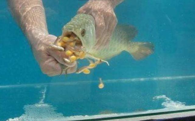 男子買回一條金龍魚，掰開嘴巴卻意外收穫一窩小金龍魚