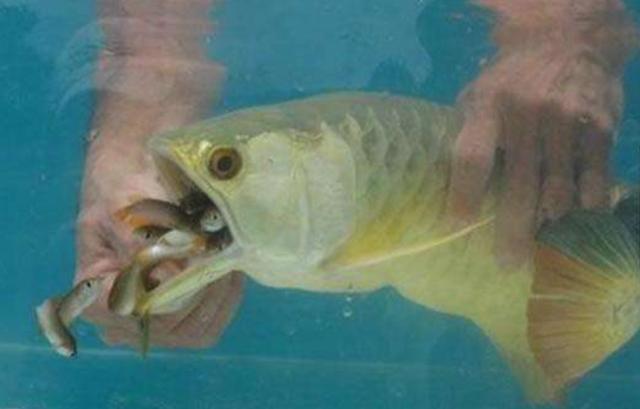 男子買回一條金龍魚，掰開嘴巴卻意外收穫一窩小金龍魚