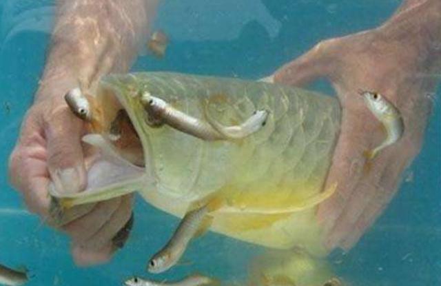 男子買回一條金龍魚，掰開嘴巴卻意外收穫一窩小金龍魚
