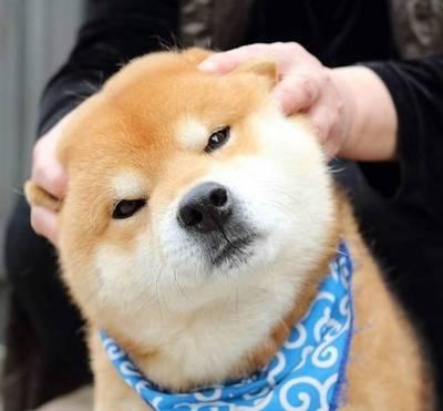 記憶力超不多三秒的四大生肖