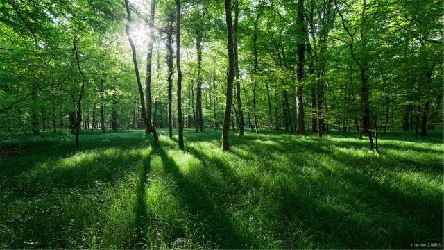 5月13日（農曆三月廿八），大伯公送你橫財千萬，六大生肖【接喜了】 