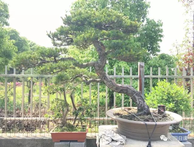 怎樣給松樹「掐頭」？ 