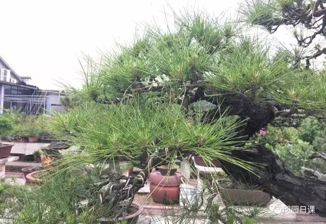 怎樣給松樹「掐頭」？ 