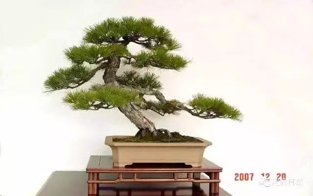 怎樣給松樹「掐頭」？ 