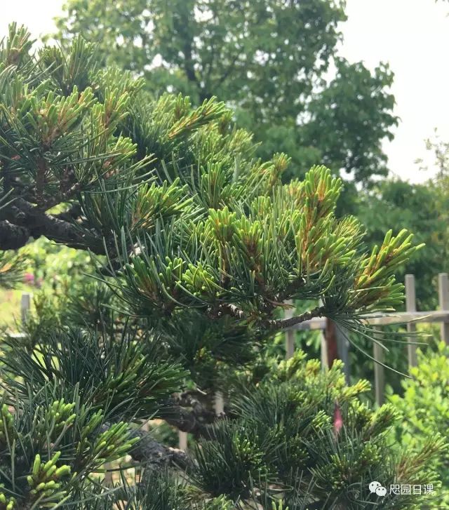 怎樣給松樹「掐頭」？ 