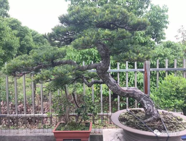 怎樣給松樹「掐頭」？ 