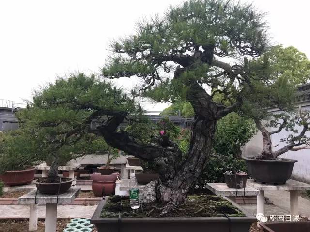 怎樣給松樹「掐頭」？ 