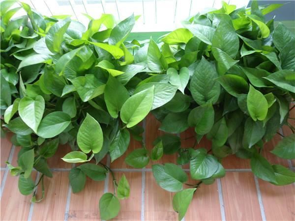 這10種植物可以凈化空氣，吸收有害物質，你家裡有嗎？