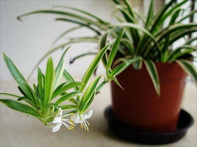 這10種植物可以凈化空氣，吸收有害物質，你家裡有嗎？