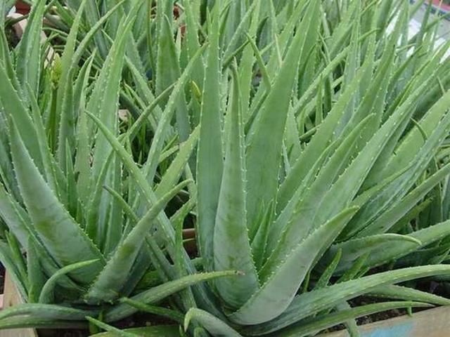 這10種植物可以凈化空氣，吸收有害物質，你家裡有嗎？
