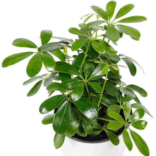 這10種植物可以凈化空氣，吸收有害物質，你家裡有嗎？