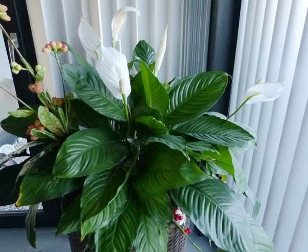 這10種植物可以凈化空氣，吸收有害物質，你家裡有嗎？