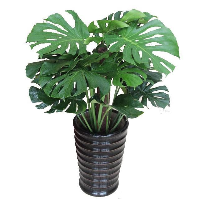 這10種植物可以凈化空氣，吸收有害物質，你家裡有嗎？