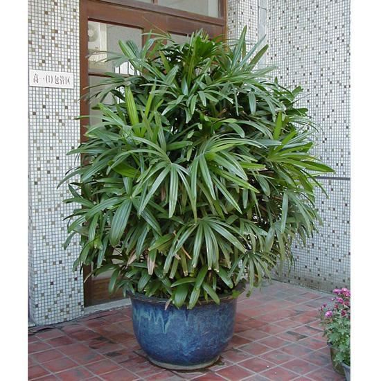 這10種植物可以凈化空氣，吸收有害物質，你家裡有嗎？