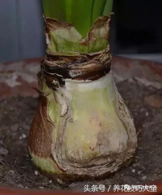 以為婆婆種了個洋蔥頭，沒想到開起花來巴掌大！鄰居都羨慕壞了！