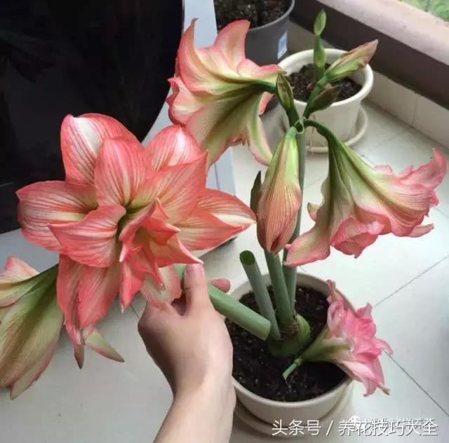 以為婆婆種了個洋蔥頭，沒想到開起花來巴掌大！鄰居都羨慕壞了！