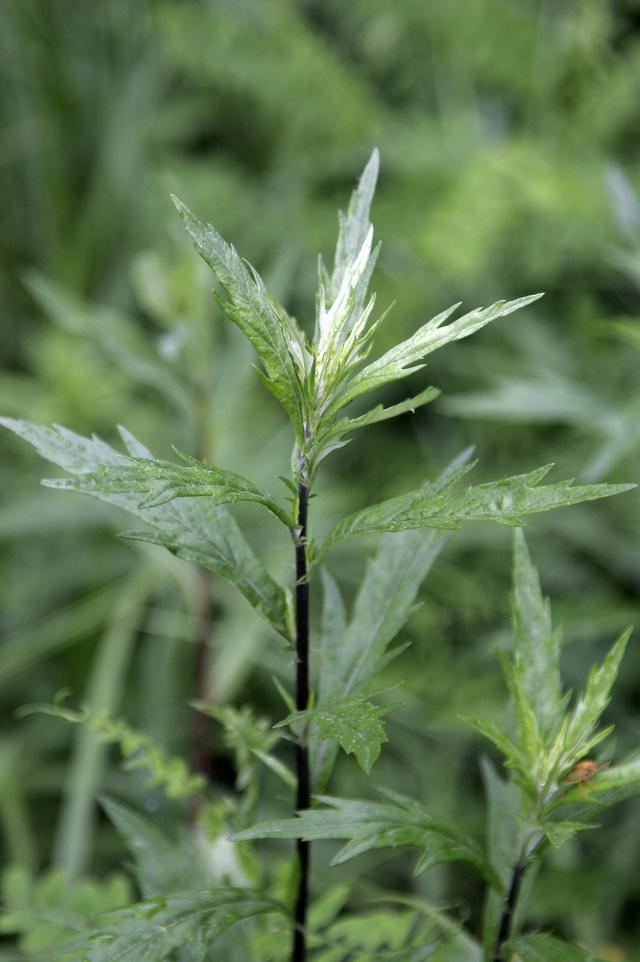 怎麼種植筒蒿？其實茼蒿很容易種植，它對光照要求不嚴格，喜潮濕弱光照環境
