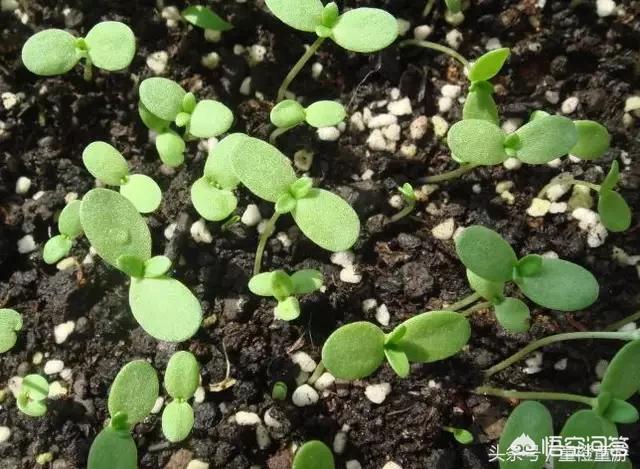 怎麼種植筒蒿？其實茼蒿很容易種植，它對光照要求不嚴格，喜潮濕弱光照環境
