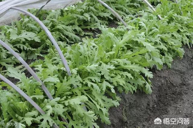 怎麼種植筒蒿？其實茼蒿很容易種植，它對光照要求不嚴格，喜潮濕弱光照環境
