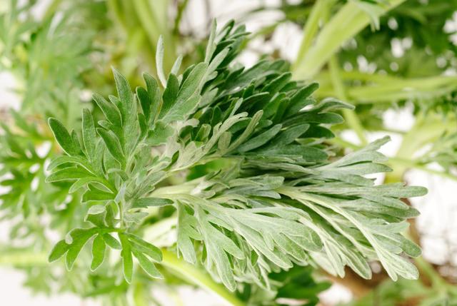 怎麼種植筒蒿？其實茼蒿很容易種植，它對光照要求不嚴格，喜潮濕弱光照環境