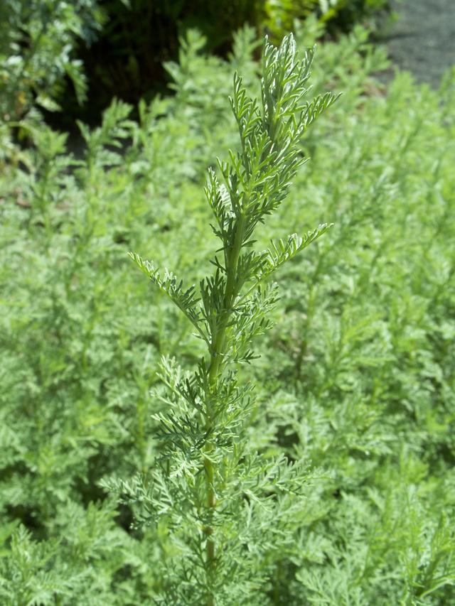 怎麼種植筒蒿？其實茼蒿很容易種植，它對光照要求不嚴格，喜潮濕弱光照環境