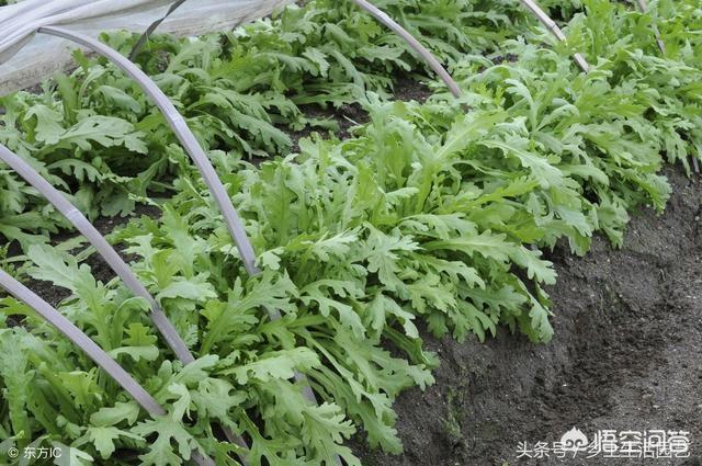 怎麼種植筒蒿？其實茼蒿很容易種植，它對光照要求不嚴格，喜潮濕弱光照環境