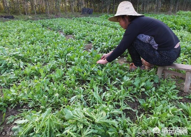 怎麼種植筒蒿？其實茼蒿很容易種植，它對光照要求不嚴格，喜潮濕弱光照環境