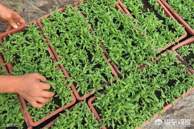 怎麼種植筒蒿？其實茼蒿很容易種植，它對光照要求不嚴格，喜潮濕弱光照環境