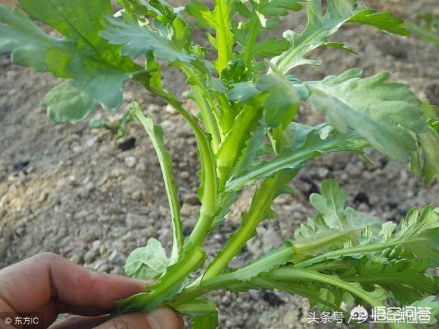 怎麼種植筒蒿？其實茼蒿很容易種植，它對光照要求不嚴格，喜潮濕弱光照環境