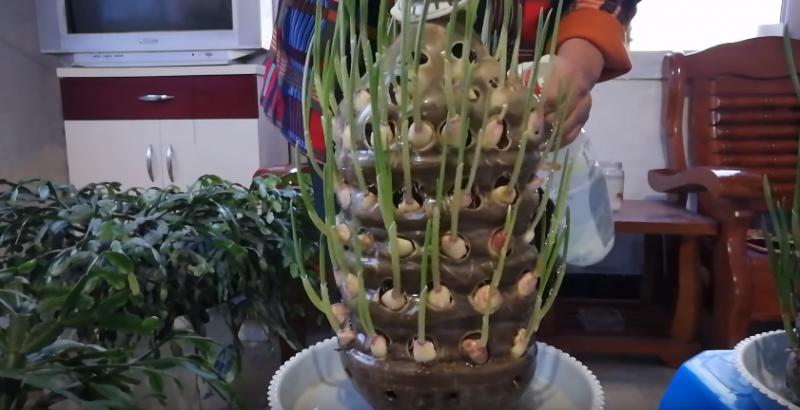 農村大媽教你「在家栽蒜苗」，兩個星期就可收割，香甜美味好吃到你「不要不要的」！ 